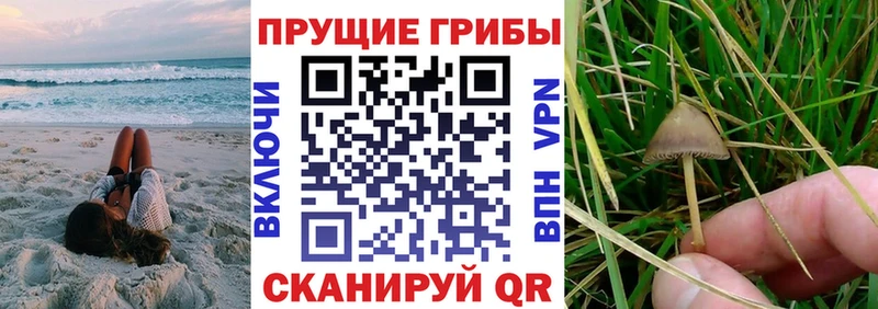 купить наркотики сайты  Великий Устюг  Галлюциногенные грибы мицелий 